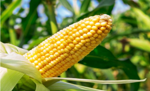 玉米期貨行情漲跌的原因？行情分析